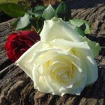rouwboeket witte rozen