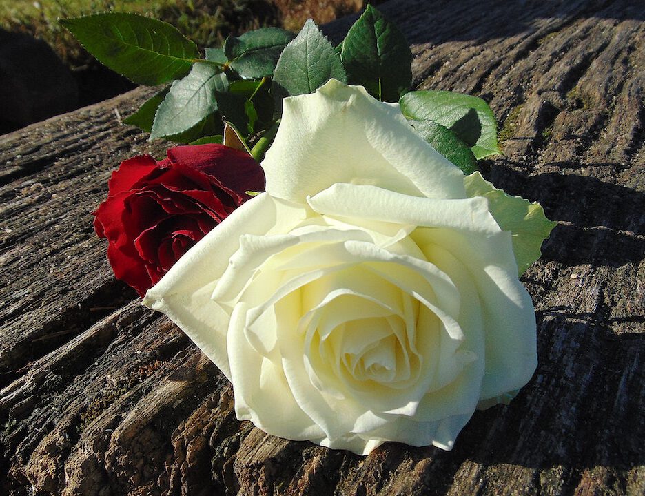 rouwboeket witte rozen